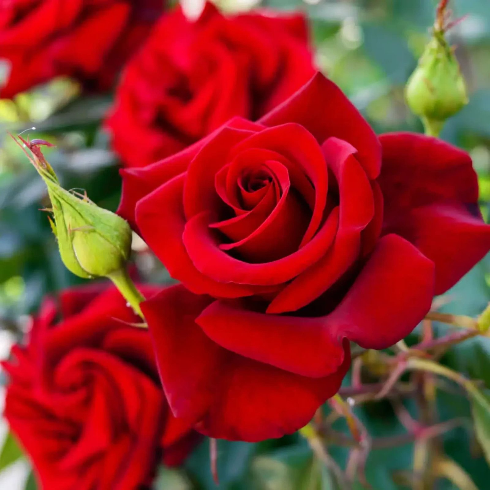 English Rose (ઇંગ્લિશ ગુલાબ)